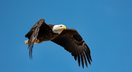 Obraz premium Majestic bald eagle soaring gracefully against a clear blue sky