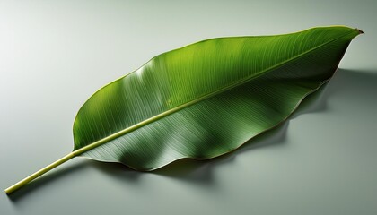 Fototapeta premium green leaf on black background