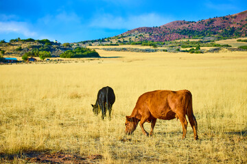 Cows Grazing in Golden Utah Pastures at Golden Hour Eye-Level View