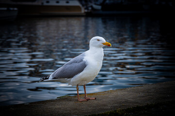 Möwe