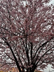 blossom tree