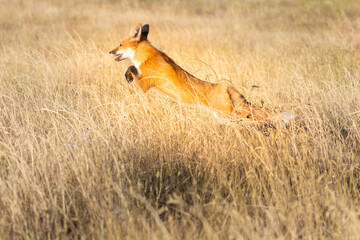A wild red fox running through a field in Colorado.