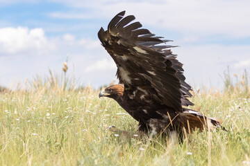 A wild golden eagle in a field in Colorado.