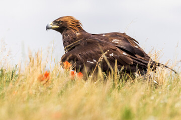 A wild golden eagle in a field in Colorado.