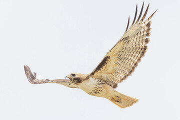 A wild red-tailed hawk flying over a field in Colorado.
