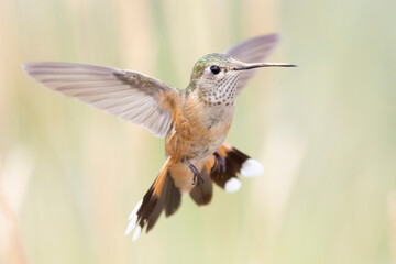 A wild broad-tailed hummingbird flying around a field in Colorado.