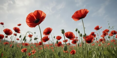 Obraz premium Red poppies swaying in the breeze with a subtle background, wildflowers, blue sky, sunny day