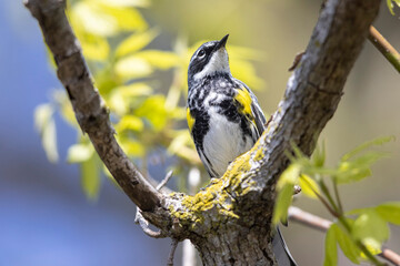 A wild yellow-rumped warbler perched in a tree in Magee Marsh Wildlife Area in Ohio.