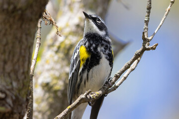 A wild yellow-rumped warbler perched in a tree in Magee Marsh Wildlife Area in Ohio.