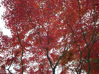 Red leaves