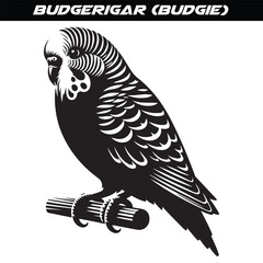 Budgerigar (Budgie) silhouette vector illustration design isolated on a white background.
