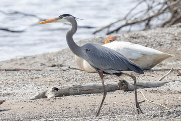 A wild great blue heron fishing along a stream in Magee Marsh Wildlife Area in Ohio.