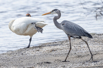 A wild great blue heron fishing along a stream in Magee Marsh Wildlife Area in Ohio.