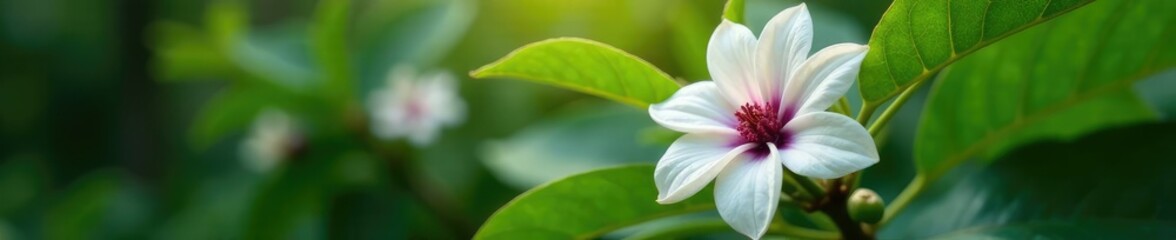 Obraz premium Coffee plant with large white and purple flowers blooming in the shade, plant growth, coffee