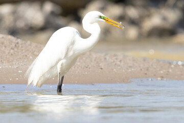 A wild great egret fishing along a stream in Magee Marsh Wildlife Area in Ohio.