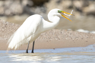 A wild great egret fishing along a stream in Magee Marsh Wildlife Area in Ohio.