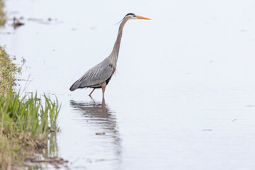 A wild great blue heron fishing along a stream in Magee Marsh Wildlife Area in Ohio.