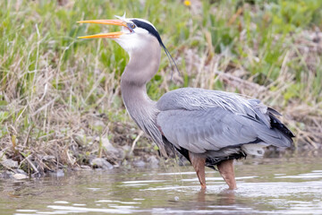 A wild great blue heron fishing along a stream in Magee Marsh Wildlife Area in Ohio.