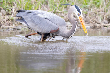 A wild great blue heron fishing along a stream in Magee Marsh Wildlife Area in Ohio.