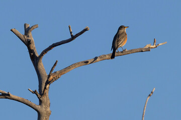 A wild American robin perched in a tree in Rocky Mountain Wildlife Arsenal in Commerce City,...