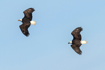 Wild bald eagle at the Rocky Mountain Wildlife Arsenal in Commerce City, Colorado.