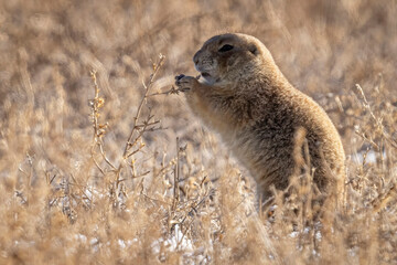 Wild prairie dogs grazing in the Rocky Mountain Wildlife Arsenal in Commerce City, Colorado.