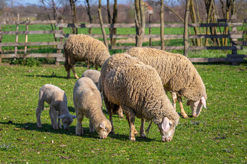 Sheep grazing in the meadow