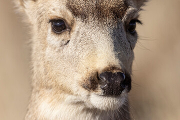 Fototapeta premium A wild mule deer at the Rocky Mountain Wildlife Arsenal in Commerce City, Colorado.