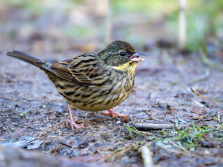 森の中で地面に降りてエサを探しているアオジ。植物の種子を見つけてくわえている様子。