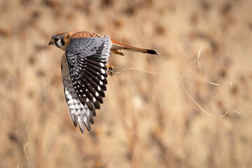 A wild American kestrel at the Rocky Mountain Wildlife Arsenal in Colorado.