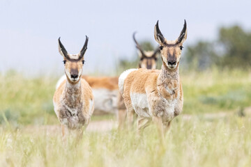 Wild pronghorn grazing in a field in Elizabeth, Colorado.