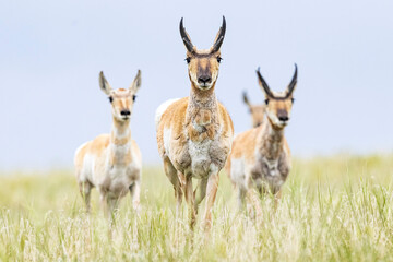 Wild pronghorn grazing in a field in Elizabeth, Colorado.