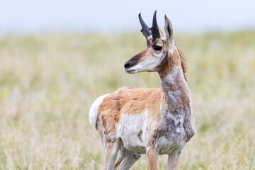Wild pronghorn grazing in a field in Elizabeth, Colorado.