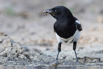 A wild black-billed magpie catching moths by a pond in Elizabth, Colroado.