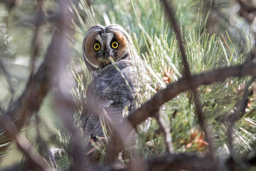 A wild long eared owl in the woods of Elizabeth, Colorado.