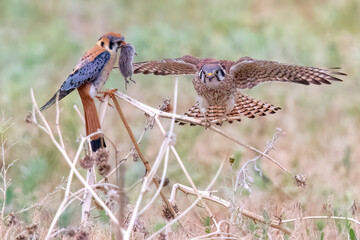 Wild American kestrel hunting in a field in Rocky Mountain Arsenal in Colorado.
