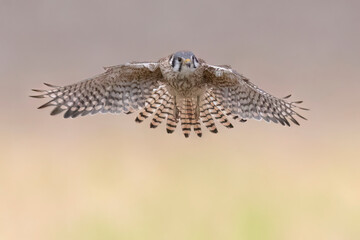Wild American kestrel hunting in a field in Rocky Mountain Arsenal in Colorado.