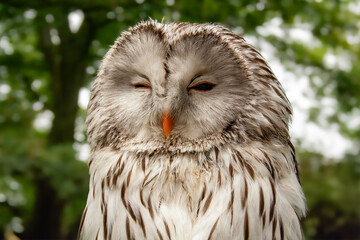 great owl