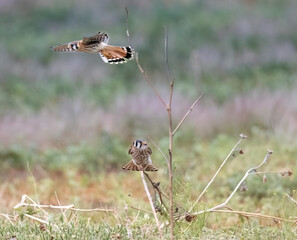 Wild American kestrel hunting in a field in Rocky Mountain Arsenal in Colorado.