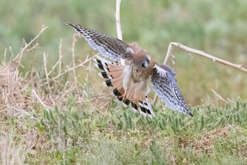 Wild American kestrel hunting in a field in Rocky Mountain Arsenal in Colorado.