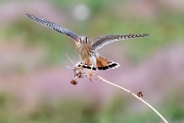 Wild American kestrel hunting in a field in Rocky Mountain Arsenal in Colorado.