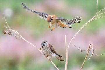 Wild American kestrel hunting in a field in Rocky Mountain Arsenal in Colorado.