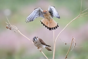Wild American kestrel hunting in a field in Rocky Mountain Arsenal in Colorado.