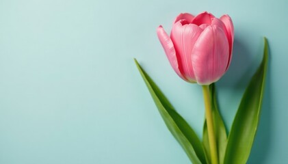 Fototapeta premium Freshly picked pink tulip stem with green leaves, leaves, pink tulips, plant