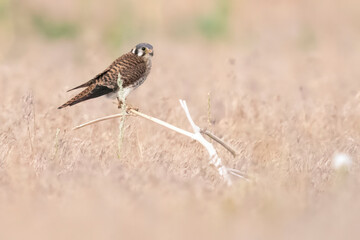 Wild American kestrel hunting in a field in Rocky Mountain Arsenal in Colorado.