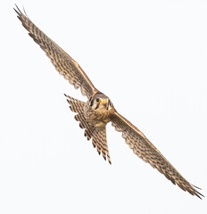 Wild American kestrel hunting in a field in Rocky Mountain Arsenal in Colorado.