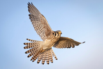 Wild American kestrel hunting in a field in Rocky Mountain Arsenal in Colorado.
