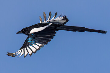 A wild magpie flying at a park in Colorado.