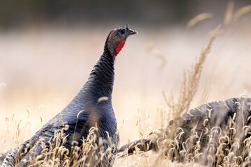 A flock of wild turkeys in Colorado.