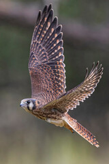 A wild kestrel in a field in Colorado.